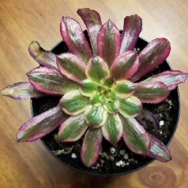 Aeonium Mardi Gras