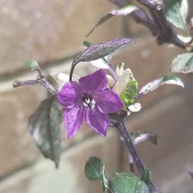 Capsicum Annuum 'Purple Flash'