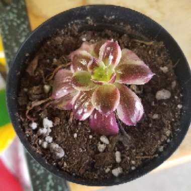 Aeonium Mardi Gras