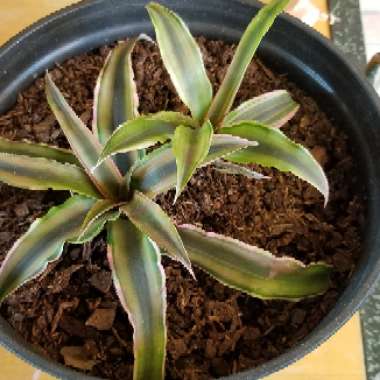 Cryptanthus Bivittatus