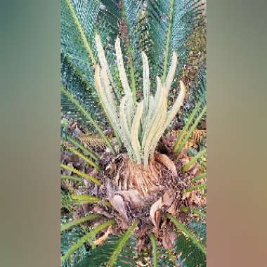 Cycas