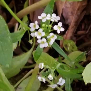 Lobularia maritima 'Carpet Of Snow'