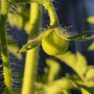 Solanum lycopersicum 'Gardener's Delight' syn. Solanum lycopersicum 'Gardeners Delight'