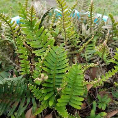 Pleopeltis Polypodioides