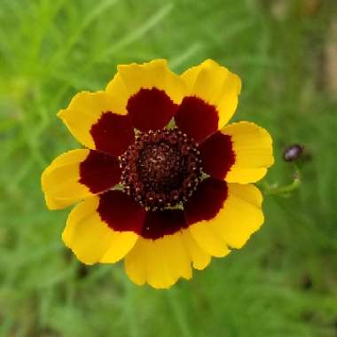 Coreopsis tinctoria