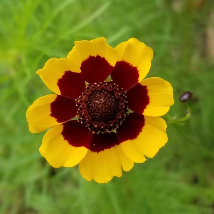 Plant image Coreopsis tinctoria