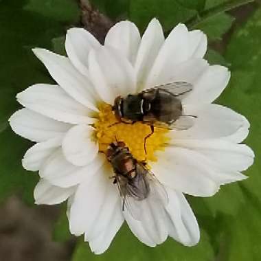 Chrysanthemum Paludosum 'Chalet'