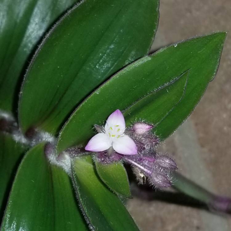 Plant image Tradescantia cerinthoides syn. Tradescantia blossfeldiana, Tradescantia 'Red Hill'