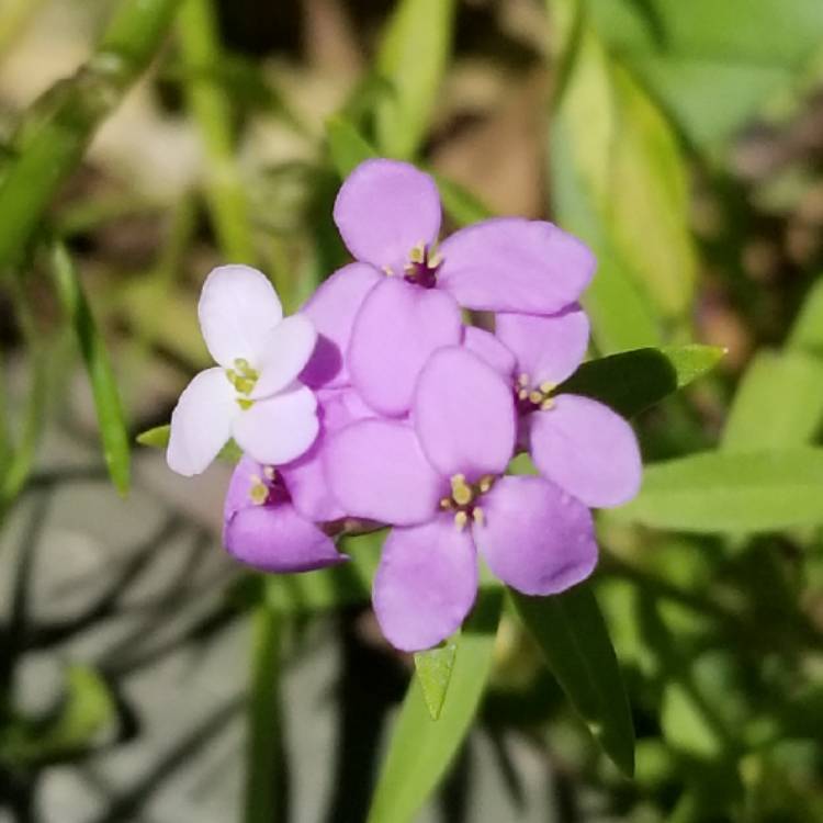 Plant image Iberis umbellata