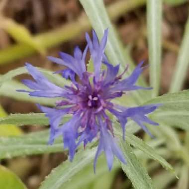 Centaurea cyanus 'Blue Boy'