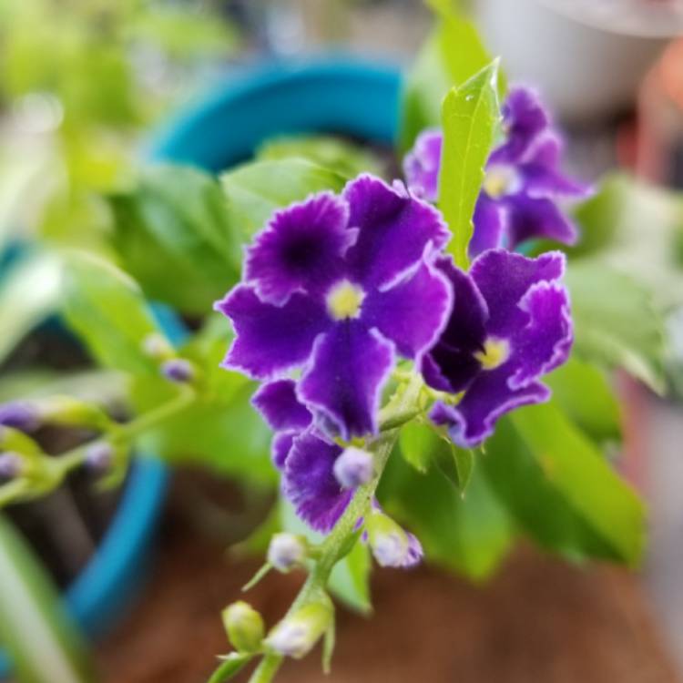 Plant image Duranta