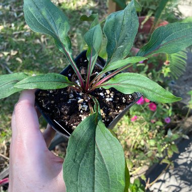 Echinacea purpurea 'Magnus'