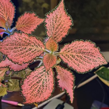 Fittonia Albivenis  'Frankie'