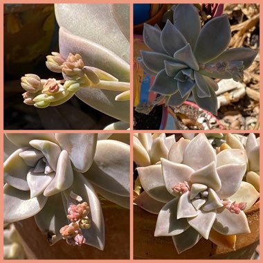 Graptopetalum Paraguayense subsp. Paraguayense