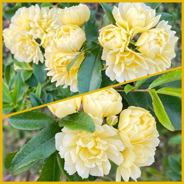 Rosa banksiae 'Lutea'