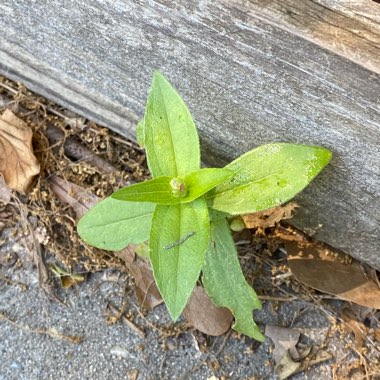 Zinnia elegans