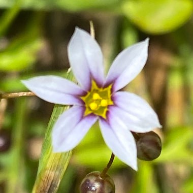 Sisyrinchium montanum