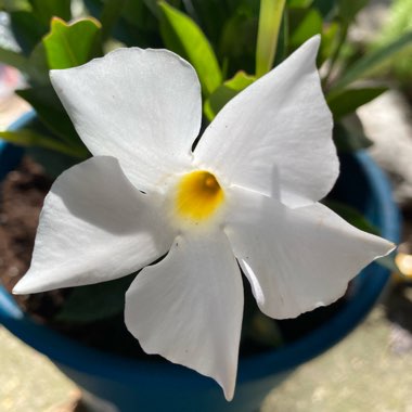 Mandevilla boliviensis syn. Dipladenia boliviensis