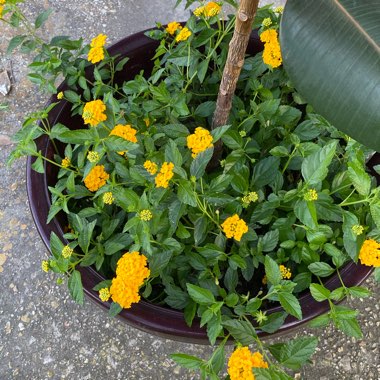 Lantana 'Depressa'