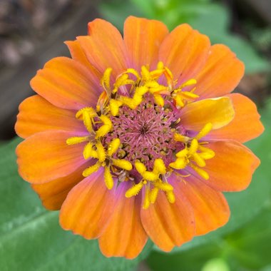 Zinnia elegans