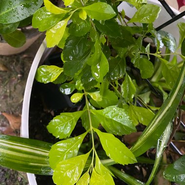 Duranta erecta 'Sweet Memory