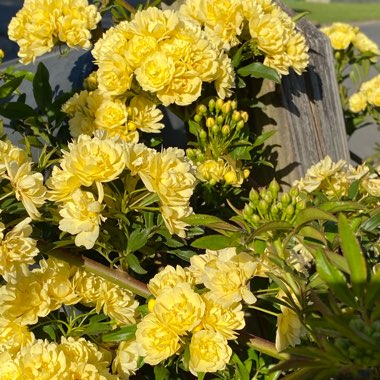 Lady Banks Rose 'Lutea'