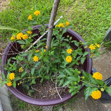 Gold Lantana