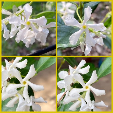 Star Jasmine