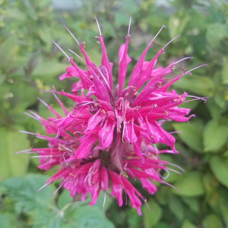 Plant image Monarda 'Raspberry Wine'