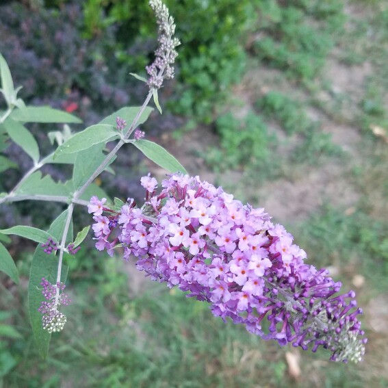 Plant image Buddleja 'Hinebud4' syn. Buddleja 'Dreaming Purple'