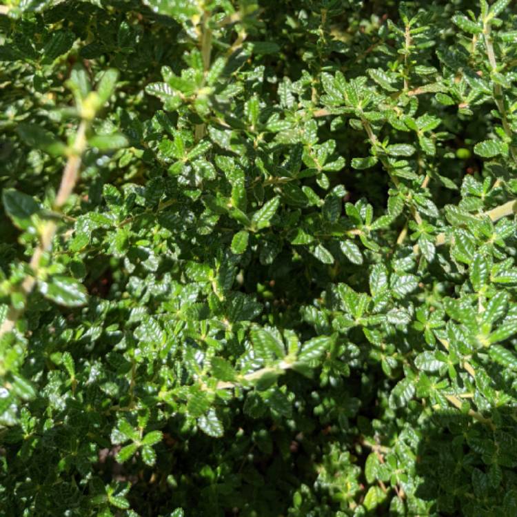 Plant image Ceanothus 'Blue Pacific'