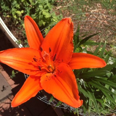 Lily (Asiatic)