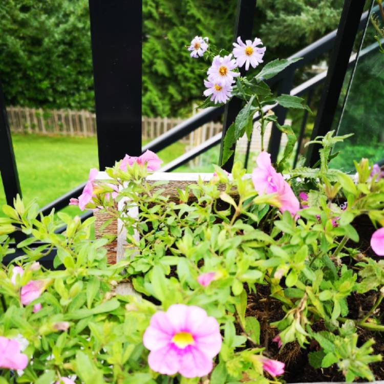 Plant image Aster laevis 'Calliope'