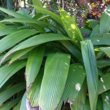 Chinese Windmill Palm