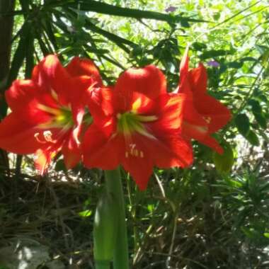 Hippeastrum 'Minerva'