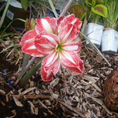 Hippeastrum (Amaryllis)