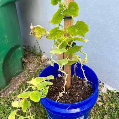 Butternut Squash