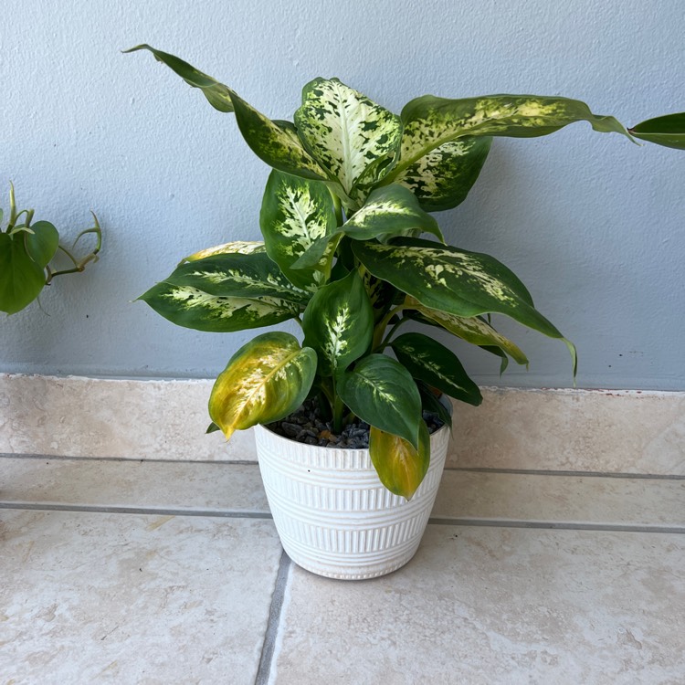 Plant image Dieffenbachia Maculata 'Tropical Tiki'