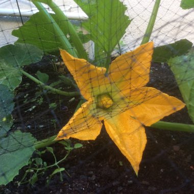 Courgette 'Defender'