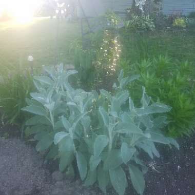 Lamb's Ear