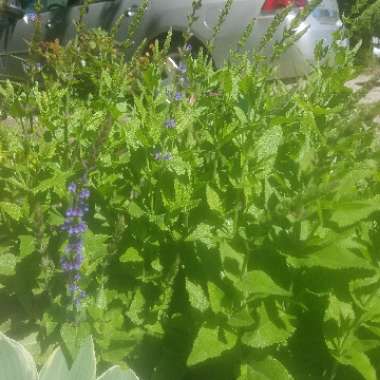 Verbena Hastata 'Blue Spires'