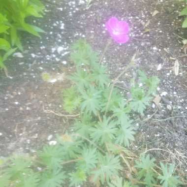 Geranium 'Khan'