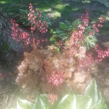 Alumroot 'Obsidian Coral bells'