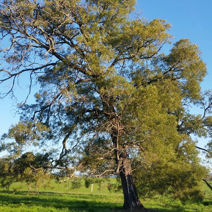 Australian Blackwood Tree