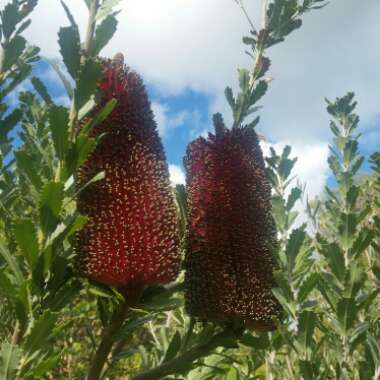 Banksia praemorsa