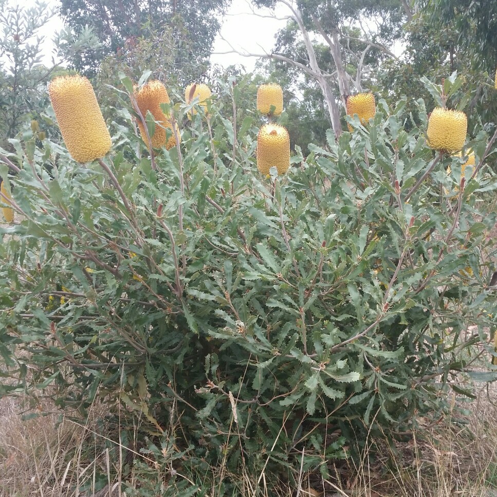 Plant image Banksia media