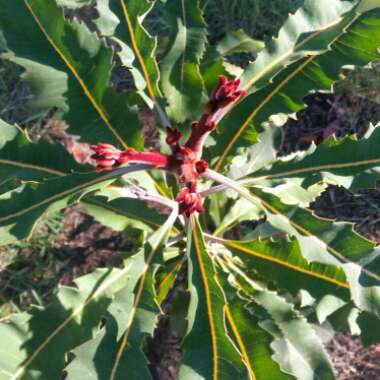 Swamp Banksia