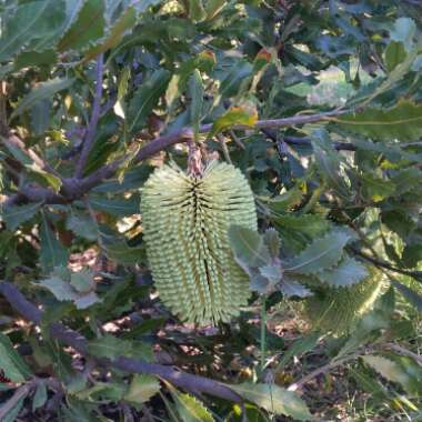 Banksia lehmanniana