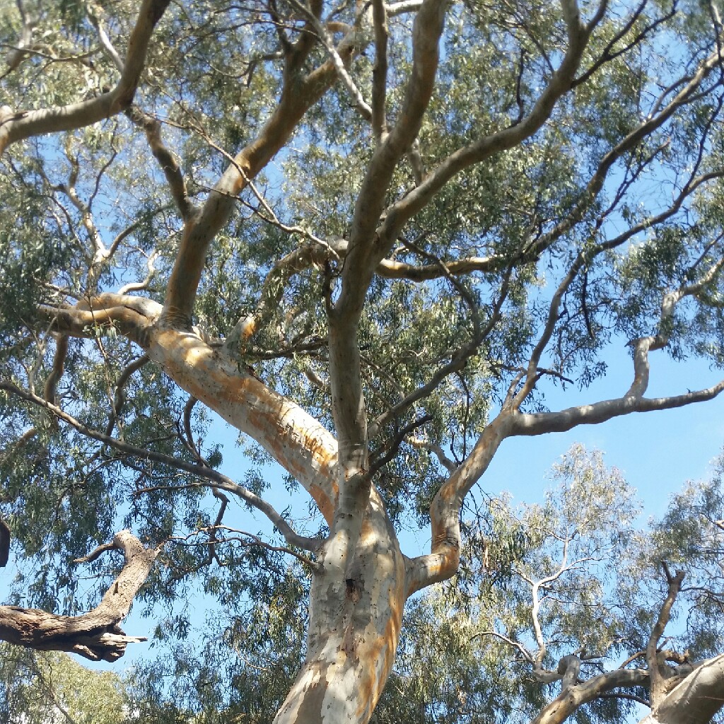 Plant image Eucalyptus camaldulensis