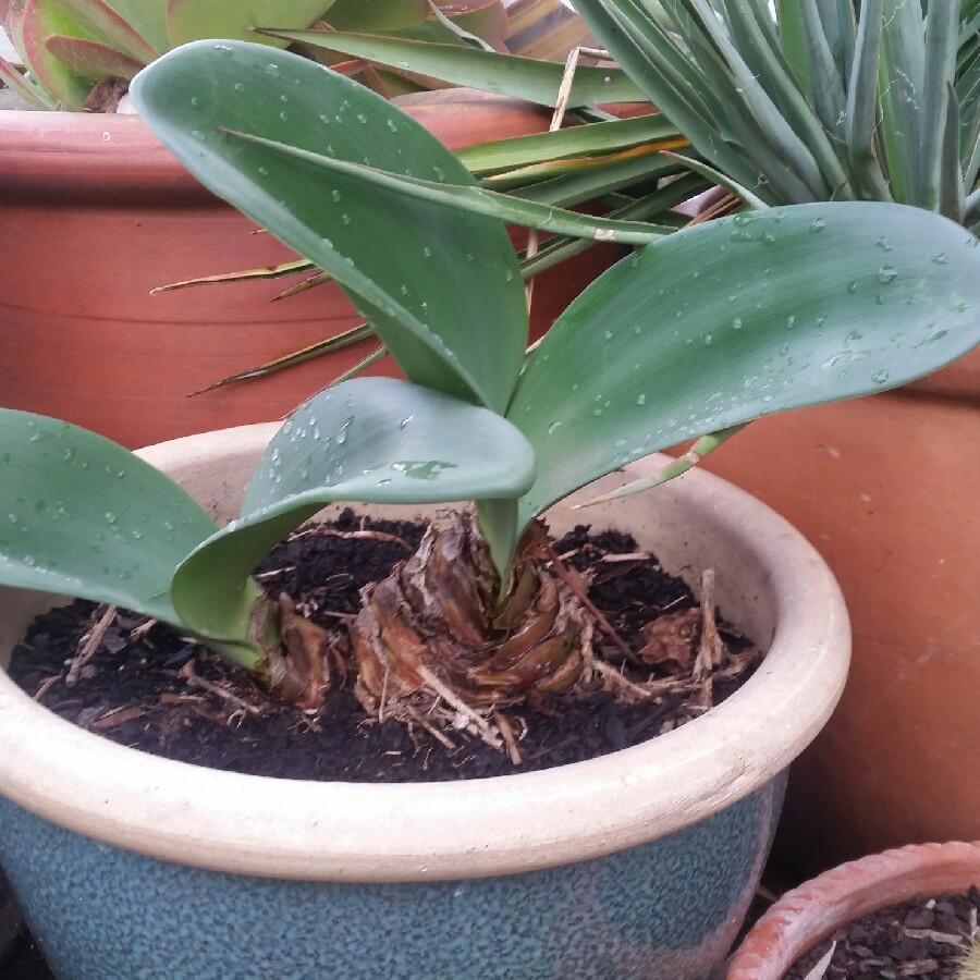 Haemanthus coccineus